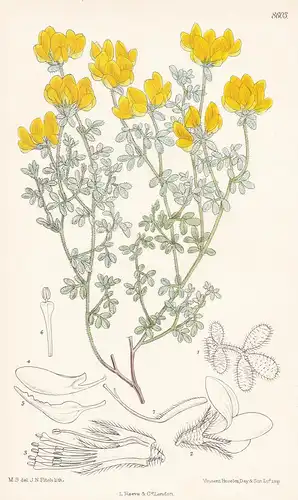 Lotus Campylocladus, forma villosior. Tab 8603 - Canary island Kanarische Inseln / Pflanze Planzen plant plant