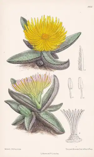Mesembryanthmum nobile. Tab 8814 - Pleiospilos nobilis / Pflanze Planzen plant plants / flower flowers Blume B