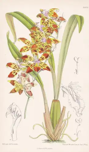 Odontoglossum critstatum. Tab 8809 - Ecuador / South America Südamerika / orchid Orchidee orchids Orchideen /