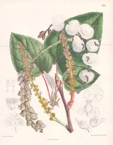 Populus lasiocarpa. Tab. 8625. - China / Pflanze Planzen plant plants / flower flowers Blume Blumen / botanica