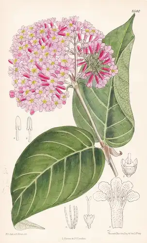 Rondeletia cordata. Tab 8540 - Guatemala / Pflanze Planzen plant plants / flower flowers Blume Blumen / botani