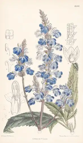 Salvia uliginosa. Tab 8544 - South America / Pflanze Planzen plant plants / flower flowers Blume Blumen / bota