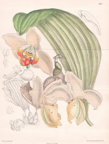 Stanhopea convoluta. Tab. 8507. - Colombia Kolumbien / orchid Orchidee orchids Orchideen / Pflanze Planzen pla