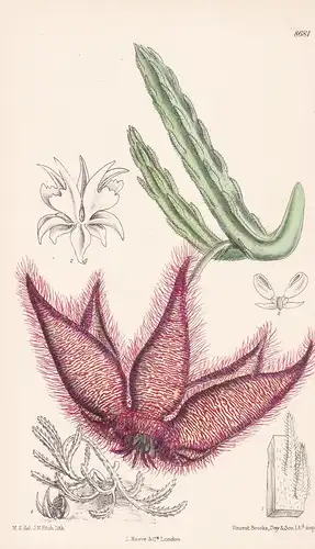 Stapelia gettleffii. Tab 8681 - South Africa Südafrika / Pflanze Planzen plant plants / flower flowers Blume B