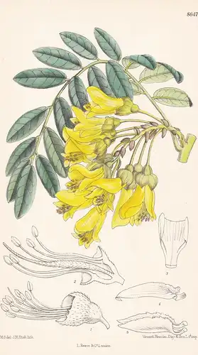 Sophora macrocarpa. Tab 8647 - Chile South America Südamerika / Pflanze Planzen plant plants / flower flowers