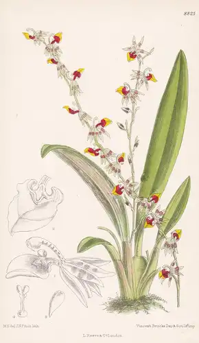 Sigmatostalix costaricensis. Tab 8825 - Costa Rica / Pflanze Planzen plant plants / flower flowers Blume Blume