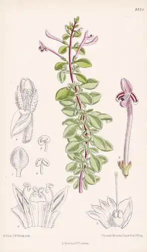Thorncroftia longiflora. Tab 8824 - South Africa Südafrika / Pflanze Planzen plant plants / flower flowers Blu