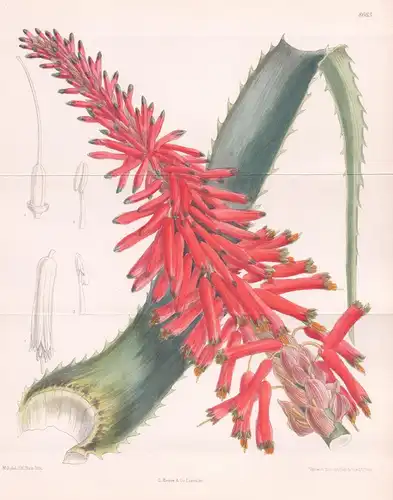 Aloe arborescens, var. natalensis. Tab. 8663. - Brasil Brazil Brasilien / Pflanze Planzen plant plants / flowe