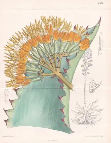 Agave marmorata. Tab. 8442. - Mexico Mexiko / Pflanze Planzen plant plants / flower flowers Blume Blumen / bot