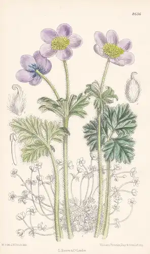 Anemone obtusiloba, forma patula. Tab 8636 - Himalaya Myanmar China / Pflanze Planzen plant plants / flower fl