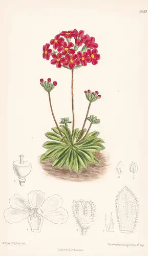 Androsace coccinea. Tab 8653 - China / Pflanze Planzen plant plants / flower flowers Blume Blumen / botanical