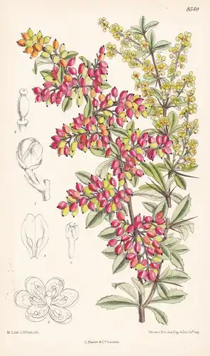Berberis Prattii. Tab 8549 - Western China / Pflanze Planzen plant plants / flower flowers Blume Blumen / bota