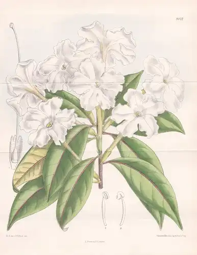 Brunfelsia undulata. Tab. 8422. - West Indies / Pflanze Planzen plant plants / flower flowers Blume Blumen / b