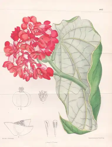 Begonia dichroa. Tab. 8412. - Brasil Brazil Brasilien / Pflanze Planzen plant plants / flower flowers Blume Bl