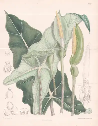 Alocasia micholitziana. Tab. 8522. - Philippines Philippinen / Pflanze Planzen plant plants / flower flowers B