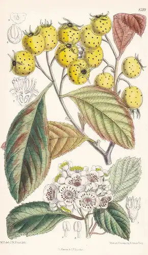 Crataegus pubescens, forma stipulacea. Tab 8589. - hawthorn tejocote Mexico Mexiko / Pflanze Planzen plant pla