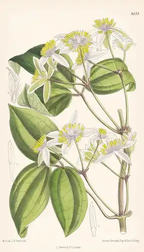 Clematis pavoliniana. Tab 8655 - China / Pflanze Planzen plant plants / flower flowers Blume Blumen / botanica
