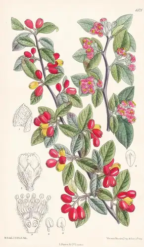 Cotoneaster franchettii. Tab 8571. - Western China / Pflanze Planzen plant plants / flower flowers Blume Blume