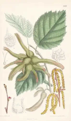 Corylus mandshurica. Tab 8623 - Eastern Asia Asien Asie / Pflanze Planzen plant plants / flower flowers Blume