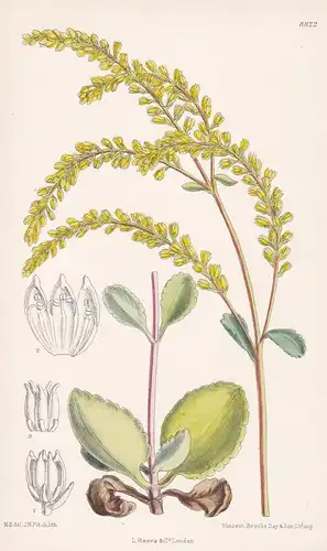 Cotyledon oppositifolia. Tab 8822 - Caucasus Kaukasien / Pflanze Planzen plant plants / flower flowers Blume B