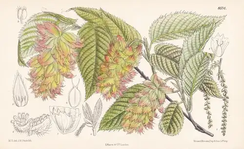 Carpinus Japonica. Tab 8534 - Hainbuche hornbeam / Japan / Pflanze Planzen plant plants / flower flowers Blume