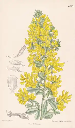 Cytisus monspessulanus. Tab 8685 - Mediterranean region / Pflanze Planzen plant plants / flower flowers Blume