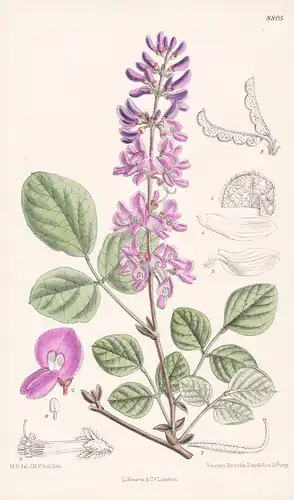 Desmodium cinerascens. Tab 8805 - China / Pflanze Planzen plant plants / flower flowers Blume Blumen / botanic