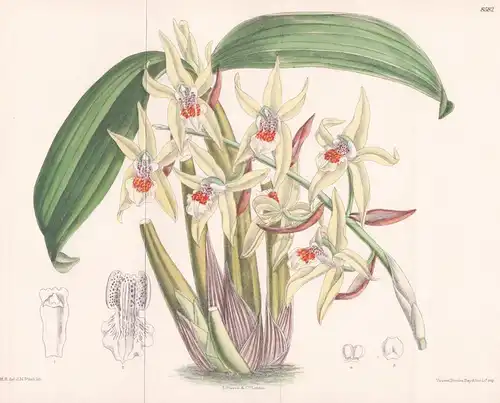 Coelogyne brachyptera. Tab. 8582. - Myanmar / orchid Orchidee orchids Orchideen / / Pflanze Planzen plant plan