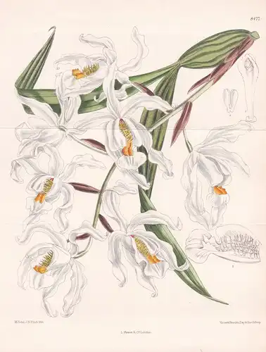 Coelogyne cristata. Tab. 8477. - Himalaya / orchid Orchidee orchids Orchideen / Pflanze Planzen plant plants /