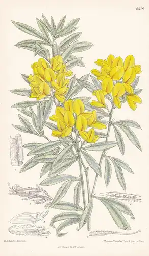 Cytisus pallidus. Tab 8578. - Canary Islands Kanarische Inseln / Pflanze Planzen plant plants / flower flowers