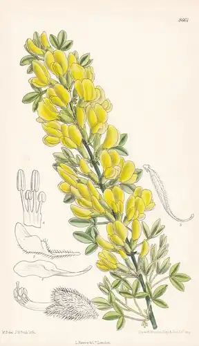 Cytisus ratisbonensis. Tab 8661 - Siberia Sibirien / Pflanze Planzen plant plants / flower flowers Blume Blume