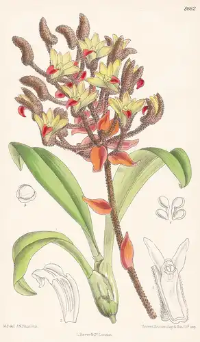 Eria tomentosa. Tab 8662 - Vietnam / orchid Orchidee orchids Orchideen / Pflanze Planzen plant plants / flower