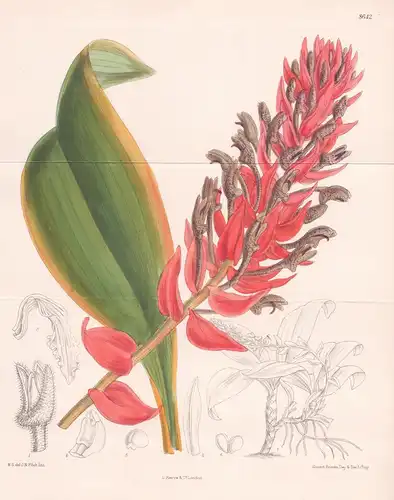 Eria ornata. Tab. 8642. - Malaya / Pflanze Planzen plant plants / flower flowers Blume Blumen / botanical Bota