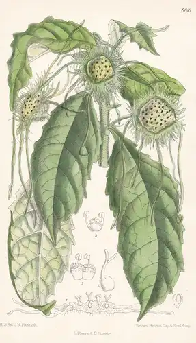 Dorstenia yambuyaensis. Tab 8616 - Congo / Pflanze Planzen plant plants / flower flowers Blume Blumen / botani