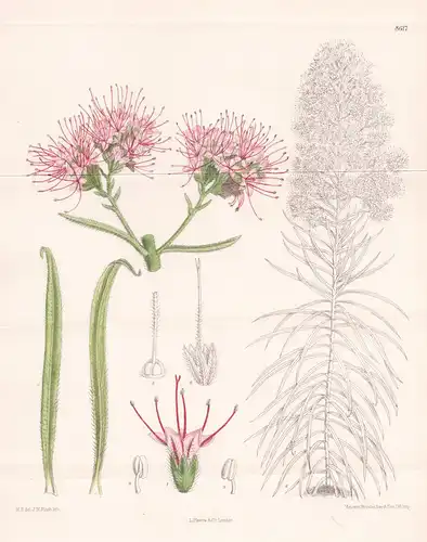 Echium perezii. Tab. 8617. - Palma de Mallorca / Pflanze Planzen plant plants / flower flowers Blume Blumen /