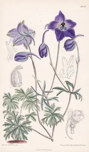 Delphinium pylzowii. Tab 8813 - China Chine / Pflanze Planzen plant plants / flower flowers Blume Blumen / bot