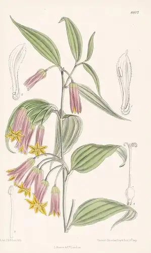 Disporum pullum, var. brunnea. Tab 8807 - China / Pflanze Planzen plant plants / flower flowers Blume Blumen /