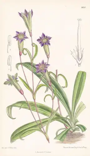 Gentiana gracilipes. Tab 8630 - China / Pflanze Planzen plant plants / flower flowers Blume Blumen / botanical