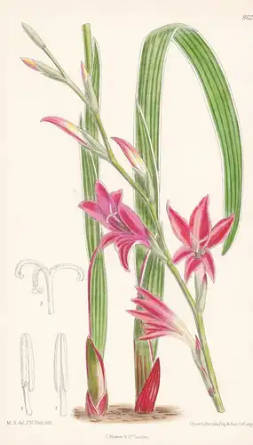 Gladiolus melleri. Tab 8626 - Africa Afrika Afrique / Pflanze Planzen plant plants / flower flowers Blume Blum