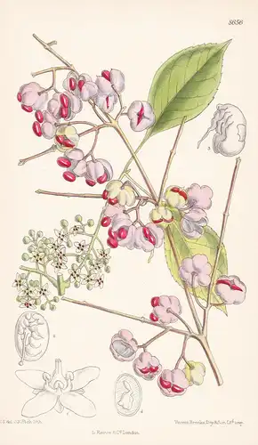 Euonymus bungeanus. Tab 8656 - Manchuria China / Pflanze Planzen plant plants / flower flowers Blume Blumen /