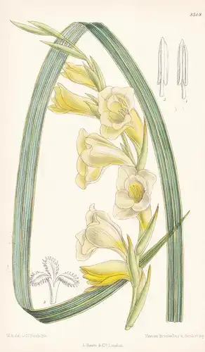 Gladiolus masoniorum. Tab 8548 - Gladiole / South Africa Südafrika / Pflanze Planzen plant plants / flower flo