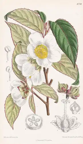 Stewartia sinensis. Tab 8778 - China / Pflanze Planzen plant plants / flower flowers Blume Blumen / botanical