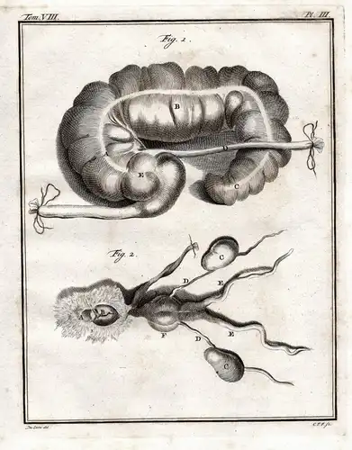 Pl. III. - Meerschweinchen Guinea pig cavy Cobaye / anatomy Anatomie Innereien intestines / Tiere animals anim