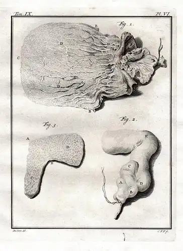 Pl. VI. - Lion Löwe lions Löwen / Eingeweide guts / Anatomie anatomy / Tiere animals animaux