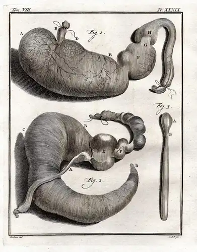 Pl. XXXIX - Castor Biber Beaver Castoridae Nagetiere rodent / Anatomie anatomy / Organs Innereien Organe / Tie