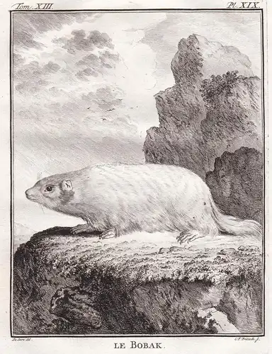 Le Bobak - Bobak marmot Steppenmurmeltier Murmeltier / Tiere animals animaux