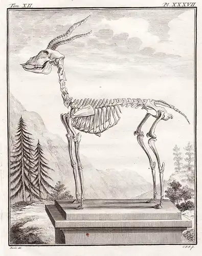 Pl. XXXVII - Antilope antelope / Skelett skeleton / Tiere animals animaux