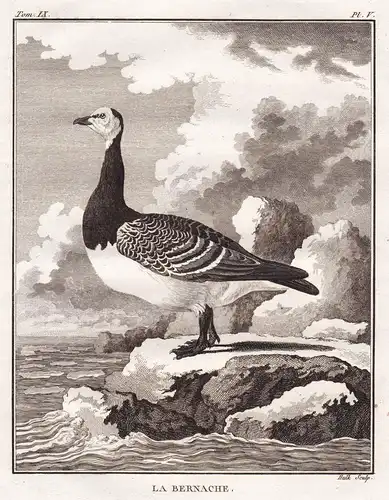 La bernache - goose Gans geese / Vögel birds Vogel bird oiseaux