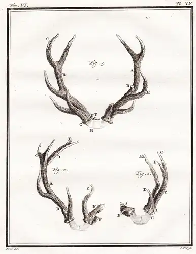 PL. XV. - deer Daim Damhirsch Damwild Hirsch Reh cerf / Geweih horns antlers / Jagd hunting / Tiere animals an