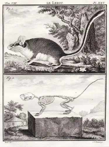 Le Lerot - Gartenschläfer garden dormouse mouse Maus Nagetiere rodent / Skelett skeleton / Tiere animals anima